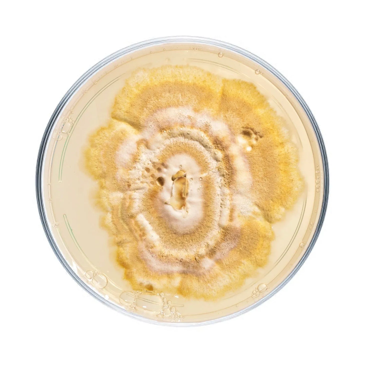 Reishi Mushroom Plate Culture